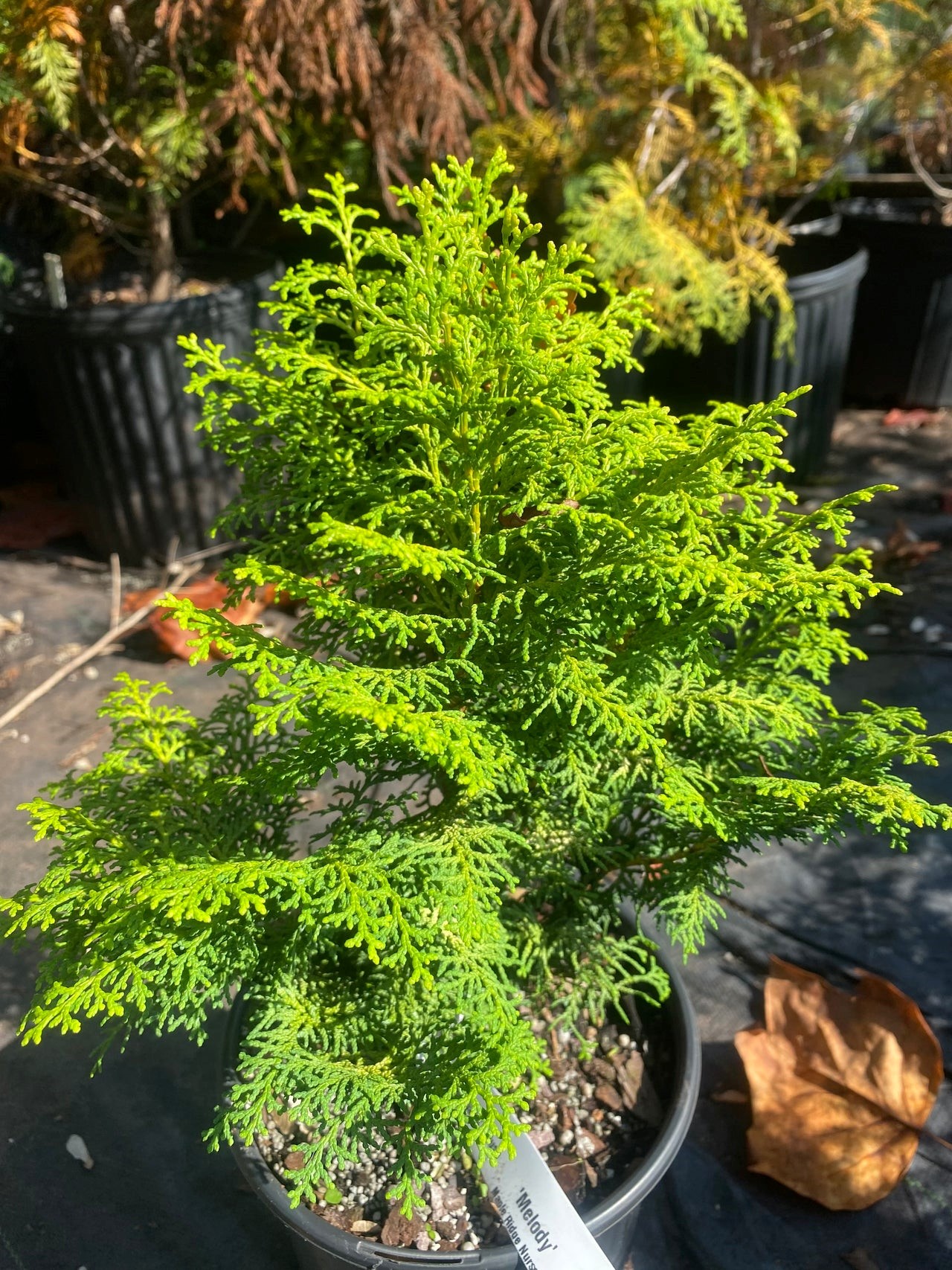 Кипарисовик туполистный Мелоди